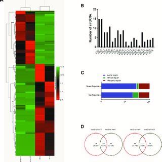 Identification Of Circular Rnas By Rna Seq Analyses In A Rat Sciatic