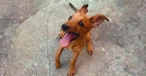 Simba El Perro Abandonado Que Recorría Las Calles De Cuba Con Una