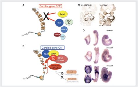 Chromatin Remodelling Factor Mediated Regulation Of Cardiac