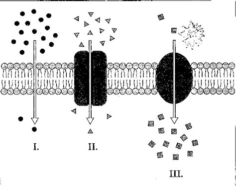 Facilitated Diffusion Diagram