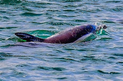 Harbour Dolphin Maskedmarble Flickr