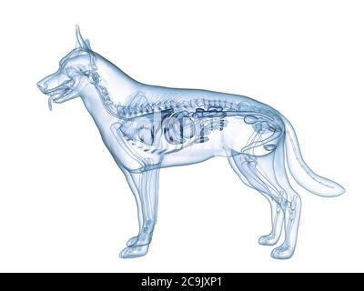 Anatomía de la Vesícula Biliar perro Canis lupus familiaris Anatomía