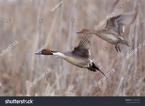 Northern Pintail Pair Flight Over Wetland Stock Photo 114021958