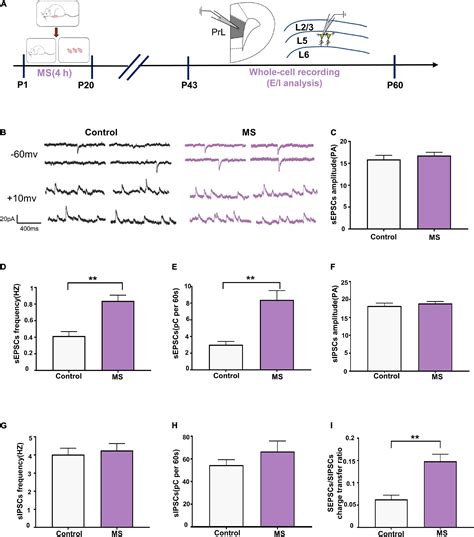 Frontiers Early Life Stress Induces Different Behaviors In