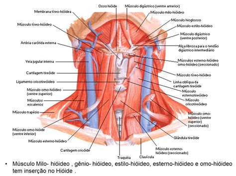 Liga De Anatomia Ulbra Retirada De Cisto Tireoglosso Revis O