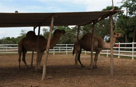 Finca agroturística en La Chorrera atrae en cualquier época