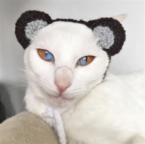 are white cats rare 9