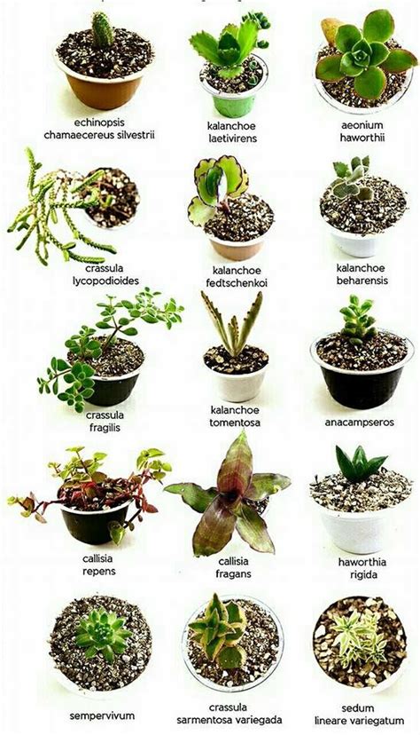 Pin By Wanda Silva On Identificación De Cactus Succulent Garden Diy