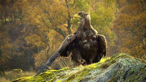 Scottish Trials To Stop Sea Eagles Stealing Lambs Bbc News