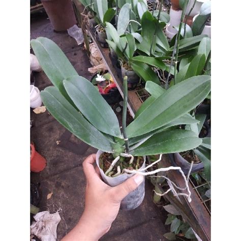 Jual Anggrek Bulan Dewasa 4pot Shopee Indonesia