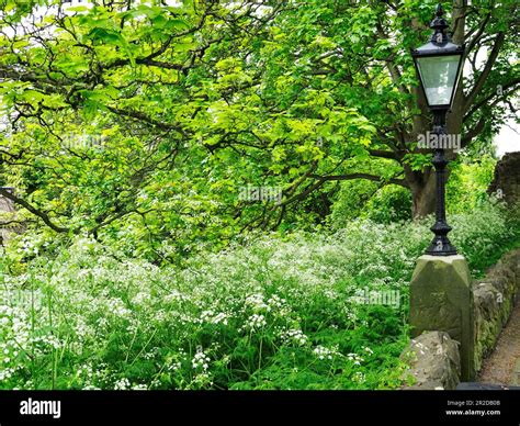 Cow Parsley Anthriscus Sylvestris In Bloom In Spring In The Castle