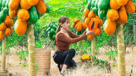 Full Video Days Harvesting Papaya Fruit Underground Wild Tuber