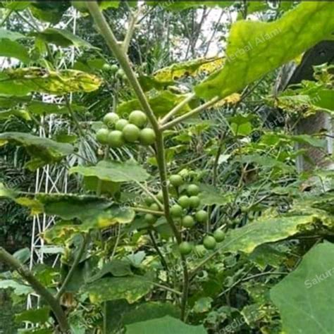 jual buah rimbang takokak gram shopee indonesia