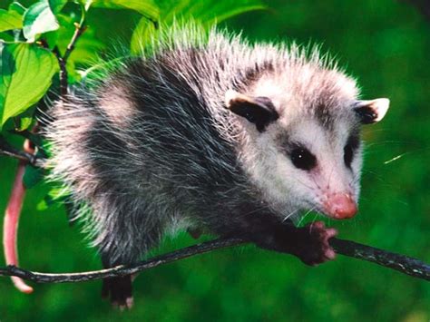 El Tlacuache El Nico Marsupial Mexicano M Xico Desconocido