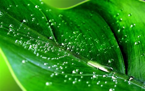 Wallpaper Water Nature Grass Green Dew Leaf Flower Drop Drops