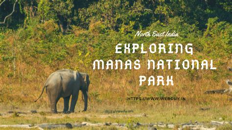 Year-end Drive To Manas National Park - Webguy Travel Tales