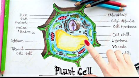 Plant Cell Diagram Realistic