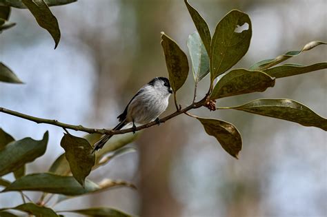 Burung Satwa Hutan Ilmu Foto Gratis Di Pixabay Pixabay