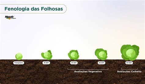 Fenologia Est Dios Fenol Gicos Nutri O De Safras