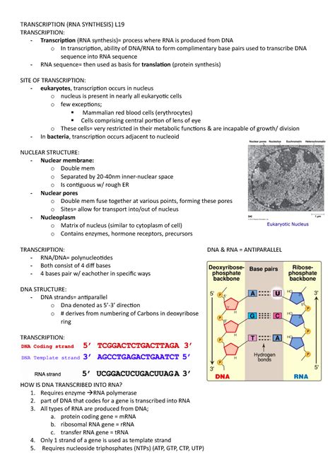 Transcription L19 Lecture Notes 19 TRANSCRIPTION RNA SYNTHESIS L