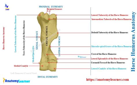 Horse Humerus Bone Anatomylearner Veterinary Anatomy Study Guide