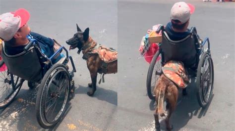 C O Guia V Deo Mostra Cachorro Empurrando Cadeira De Rodas Para