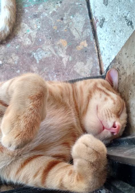 My Fat Boi Who Likes To Sleep In The Tightest Of Spaces And Gets His Fat Ass Stuck When He Tries