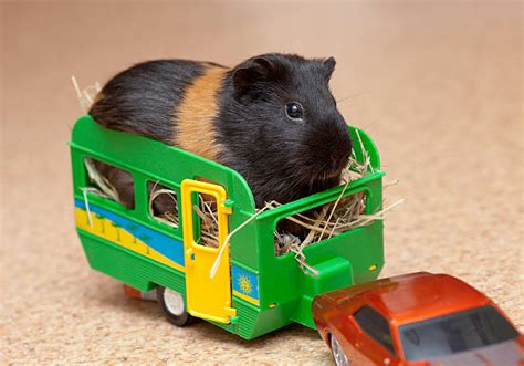 Guinea Pig Car Stock Photos, Pictures & Royalty-Free Images - iStock