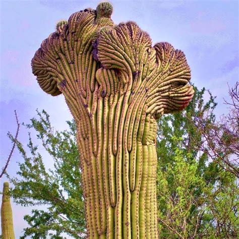 Crested Saguaro Cactus Tucson Arizona Photo Via Ig User