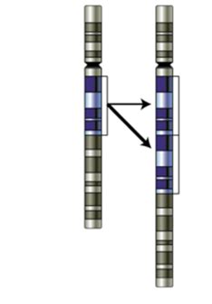 Types of Mutations Flashcards | Quizlet 