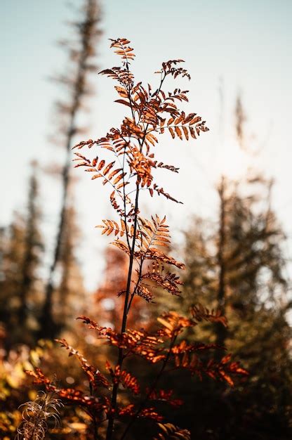 Premium Photo Hiking Popradske Lake Very Popular Hiking Destination