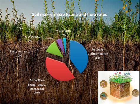 Seasonal Changes Of Soil Organic Carbon And Microbial Biomass Carbon In