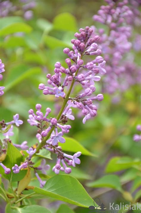 Syringa Vulgaris General Pershing Lilak Pospolity