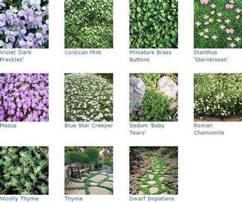 Ground Cover Plants To Try Out In Your Yard This Season 1000 In 2020 Ground Cover Plants