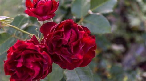 31 Different Types of Beautiful Red Rose Varieties