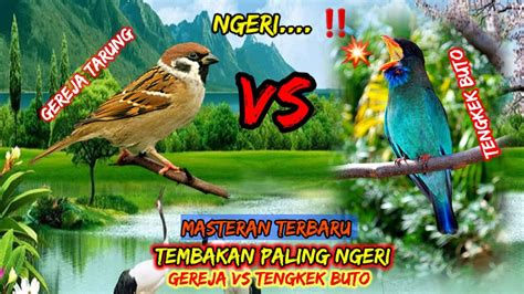 Ngerigereja Tarung Vs Tengkek Buto Cocok Untuk Masteran Murai Batu