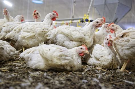 Defend Healthy Broiler Production In The Uk Poultry World