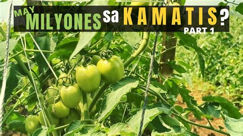 Kamatis Plant