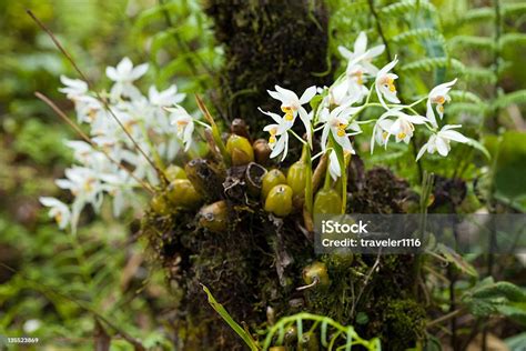 Sikkim Orchids Stock Photo Download Image Now Mountain Sikkim