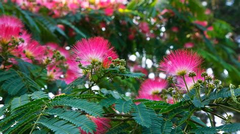 Albizia Plantation Entretien Soin Le Parisien