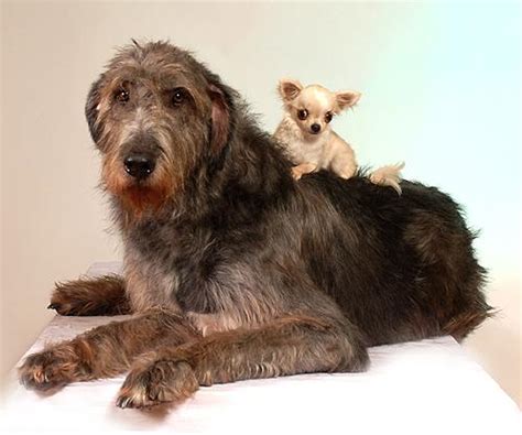 Irish Wolfhound And Chihuahua