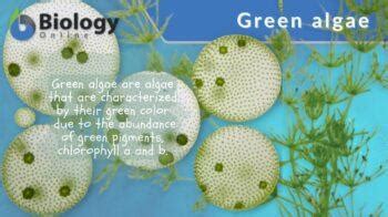 Green algae - Definition and Examples - Biology Online Dictionary