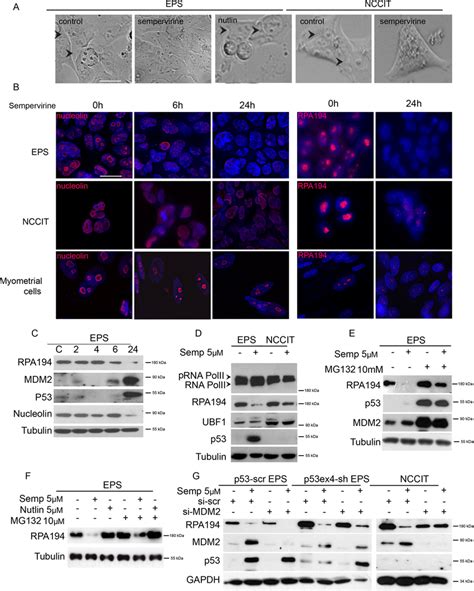 Sempervirine Induces Nucleolar Stress In P Wt And P Null Cells A