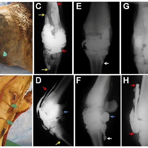 Sites Of Articular Puncture Of The Fetlock Pastern And Coffin Joints