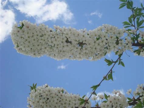 вишня любская описание сорта, фото, отзывы