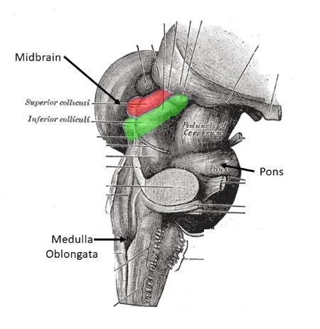 What four structures make up the corpora quadrigemina? | Homework.Study.com