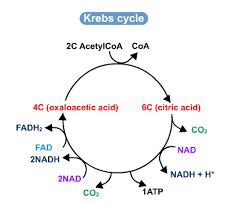 Krebs cycle Diagram | Quizlet