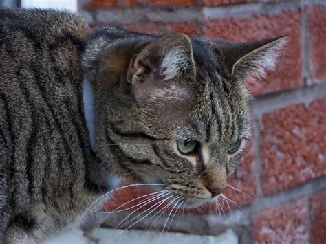 2560x1440 wallpaper | silver tabby cat | Peakpx
