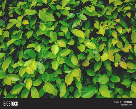 Green Leaf. Beautiful Image & Photo (Free Trial) | Bigstock