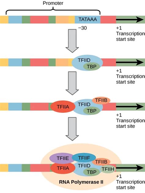 Transcription in Eukaryotes - Biology Ease